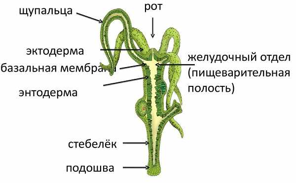 Kra48.at